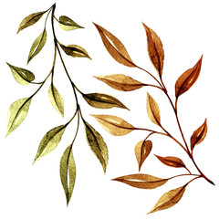 Watercolor autumn herbs