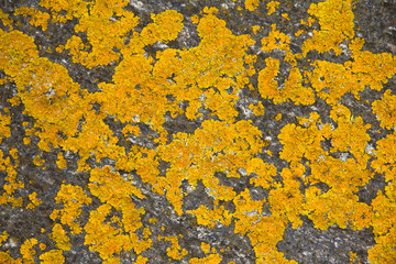 Flechten (Lichen) auf einem Stein