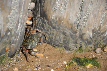 Nordsee - Krabbe - Strandkrabbe