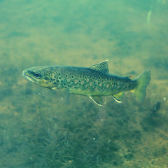  Fish - With Instagram effect