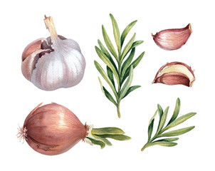 Watercolor illustrations of onion, garlic and rosemary