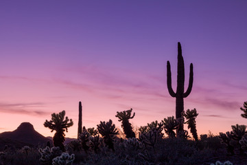 Sonoran Desert Sunset