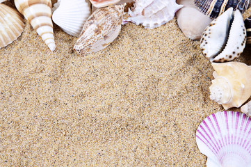 Nice sea shells on the sandy beach taken closeup, 