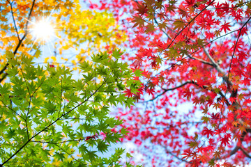 Bunter Ahornbaum im Herbst in Japan
