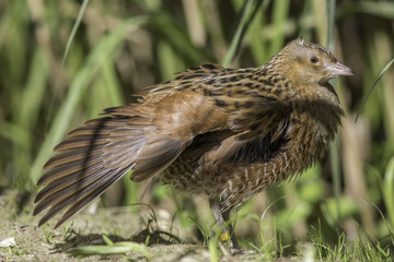 Corncrake bird with outstretched wing