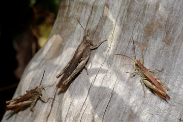 Grasshopper, Orthoptera, Caelifera
