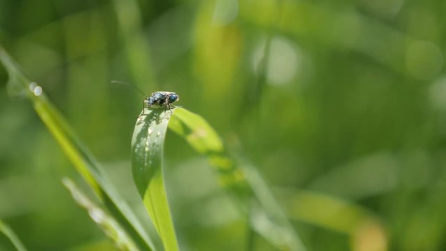 Resting on grass Oedemera virescens lurida insect natural green 4K 2160p 30fps UltraHD video - Flower beetle antennas nervously moving nature background 4K 3840X2160 UHD footage