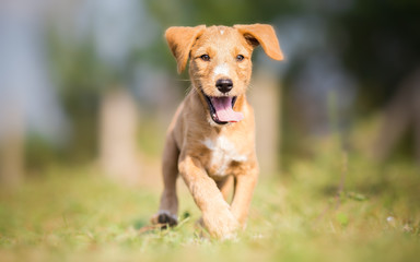 Happy yellow puppy running outdoor