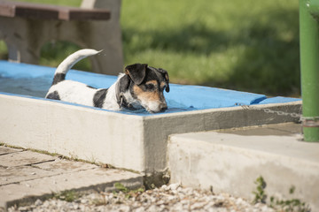 dog stands in water basins - Jack Russell Terrier 