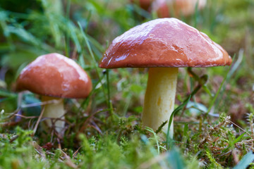 A group of edible forest mushrooms (Suillus luteus)