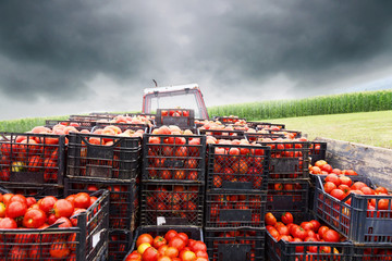 Traktor beladen voller Tomaten bei düsterem Wolkenwetter © Brilliant Eye