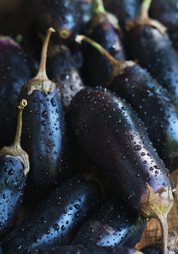 Heap of fresh wet eggplants with dew.