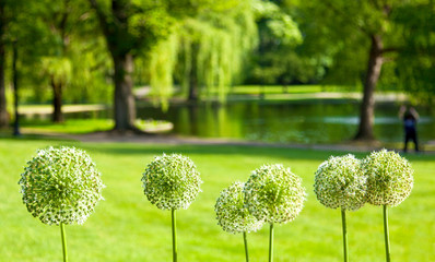 Row of blooming allium close up with green park background. Location: Boston