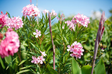 Oleander bush with pink flowers against the blue sky