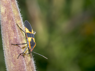 Lygaeidae are a family in the Hemiptera  commonly known as milkweed bugs,
