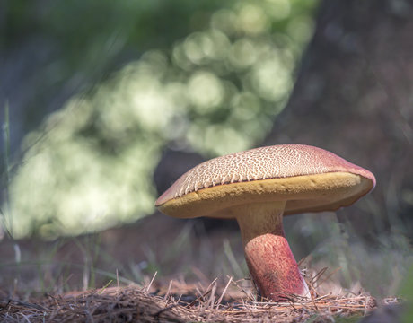 Large mushroom in summer