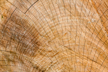 Close-up of tree trunk cut with sawing marks