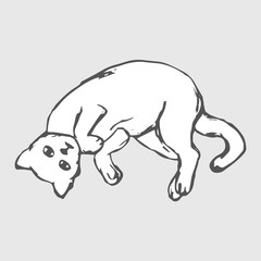 The cat lies on the back