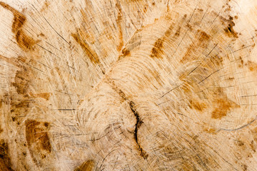 Close-up of tree trunk cut with sawing marks