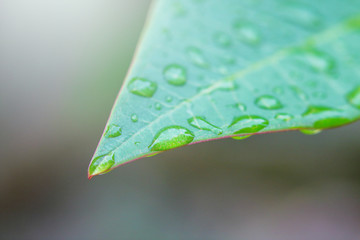 Rain drops on leaf