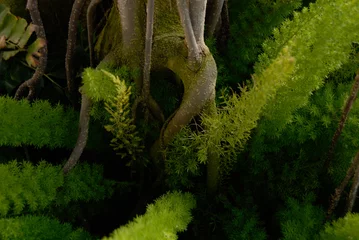 Crédence de cuisine en verre imprimé Bonsaï Tree Roots With Moss and Plants