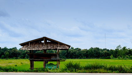 Fototapeta na wymiar cottage in rice farm