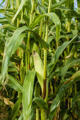 Sweet corn growing in the farm field