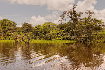 Large Water Trees, Amazonian Rainforest