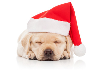Labrador puppy in a Santa Claus hat