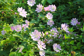Fototapeta premium Wild pink mallow