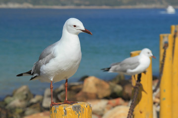 Seagulls