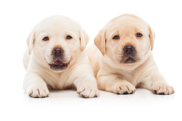 Labrador puppies, isolated on white