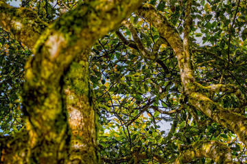 Fototapeta premium Crown Of An Avocado Tree
