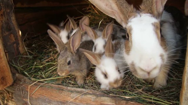Young rabbits in a hutch European Rabbit - Oryctolagus cuniculus 