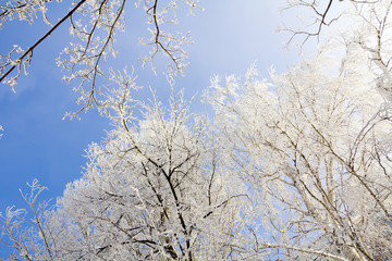 Beautiful tree branches in hoarfrost against the blue sky