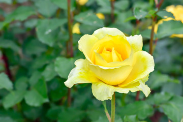 Yellow rose
