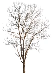 Wall murals Trees Dead tree or dry tree branch isolated on white background with clipping path.