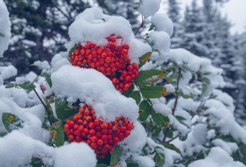 Winter berry
