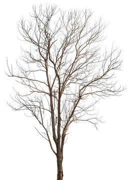 Dead tree or dry tree branch isolated on white background with clipping path.