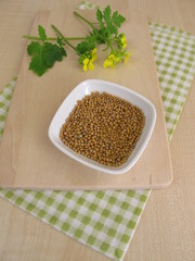 Senfkraut mit Blüten und Senfkörner