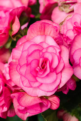 Pink begonia flowers in bloom