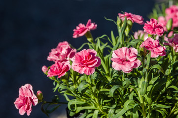 Pink carnation flowers in bloom