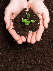 Hands holding sapling in soil surface