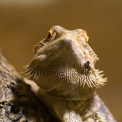  Streifenköpfige Bartagame / Bearded Dragon