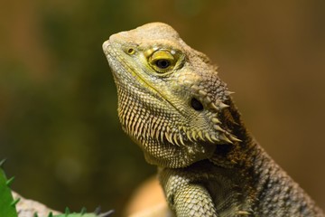  Streifenköpfige Bartagame / Bearded Dragon