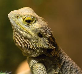  Streifenköpfige Bartagame / Bearded Dragon
