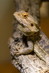 Streifenköpfige Bartagame / Bearded Dragon