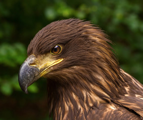 Portrait of a Brown Golden Eagle on a Green Blurry Background