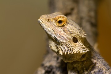  Streifenköpfige Bartagame / Bearded Dragon
