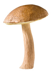 mushroom xerocomus isolated on white background
